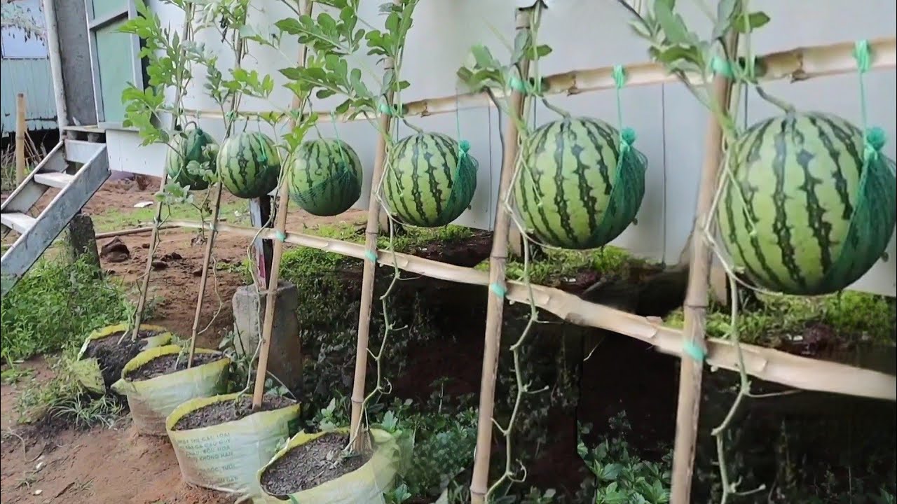 The easy way to grow watermelon for beginners at home
