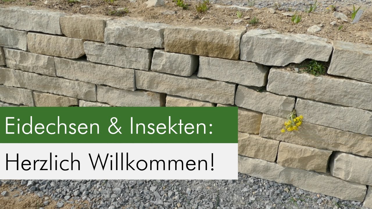 So baust du eine Trockenmauer mit Bepflanzung!