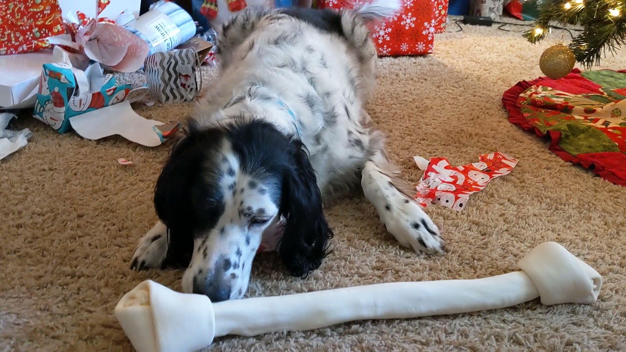 Ringos big gift