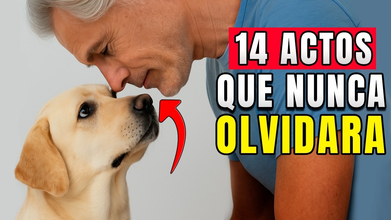 Los 14 actos de amor que tu perro espera [Explicación del amor canino]