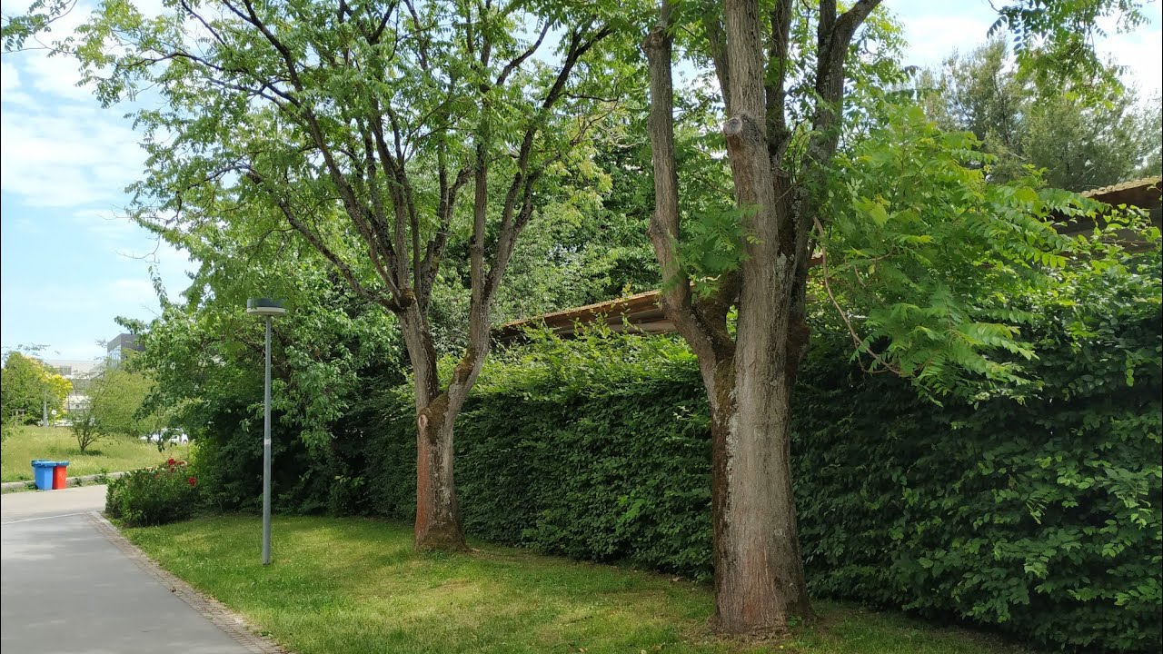 G&ouml;tterbaum (Ailanthus altissima) - Kriegs- und Klimawandel-Profiteur