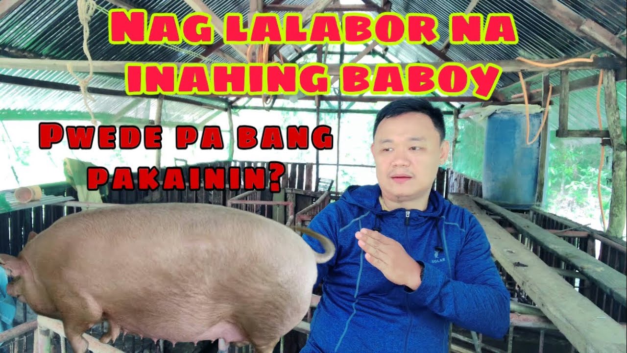 Pwede pa bang pakainin ng feeds ang mga nag lalabor na mga inahing baboy na malapit ng manganak