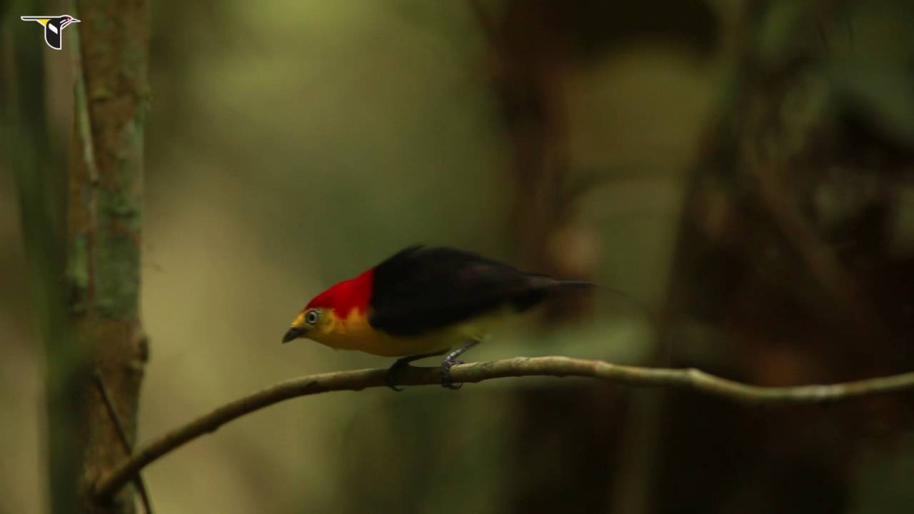 Wire-tailed Manakin Courtship Display