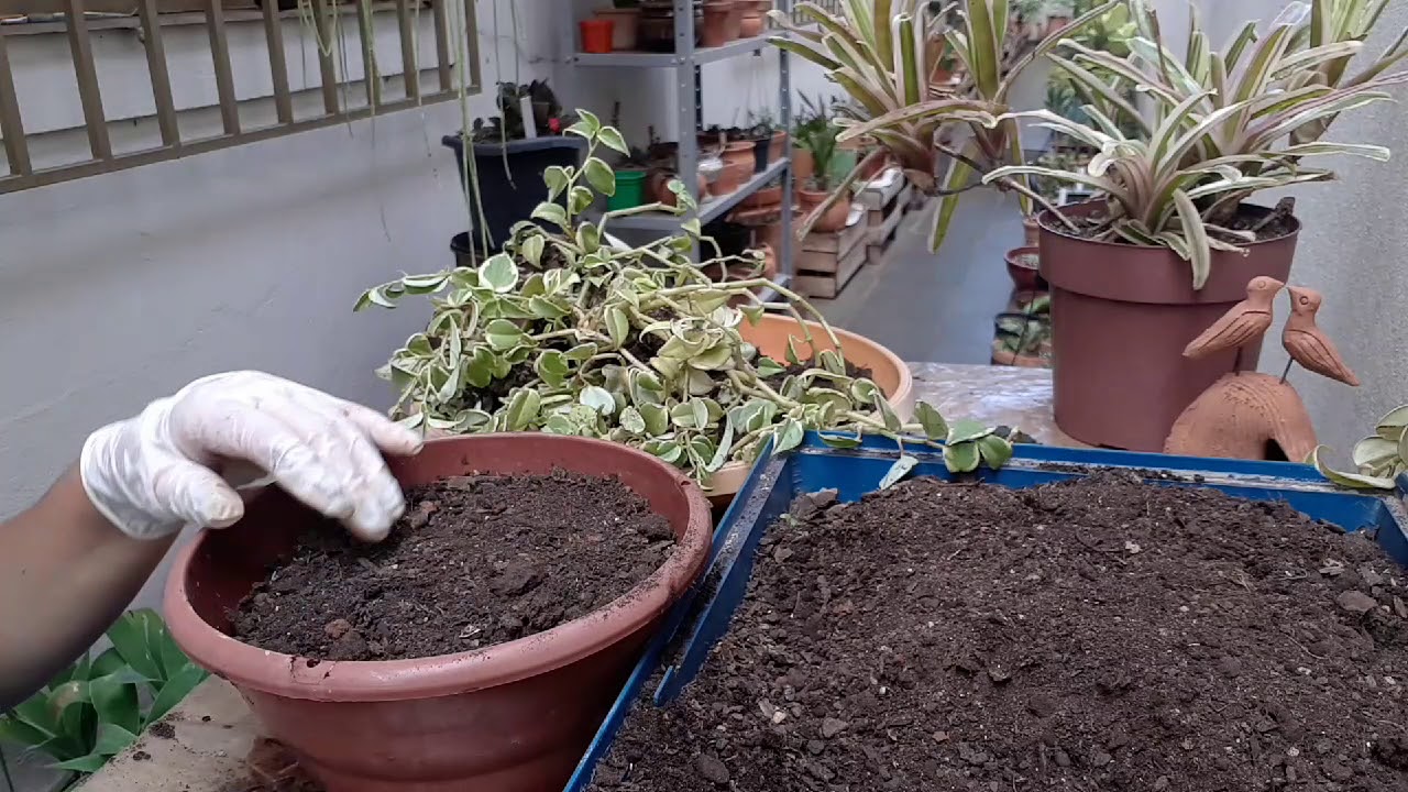 Peperomia variegata- replante