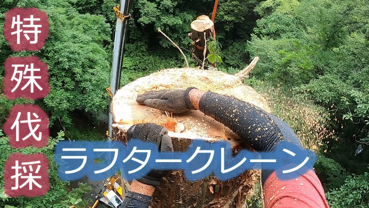 【特殊伐採】地面がえぐれた災害にあった杉の伐採作業～3日目～