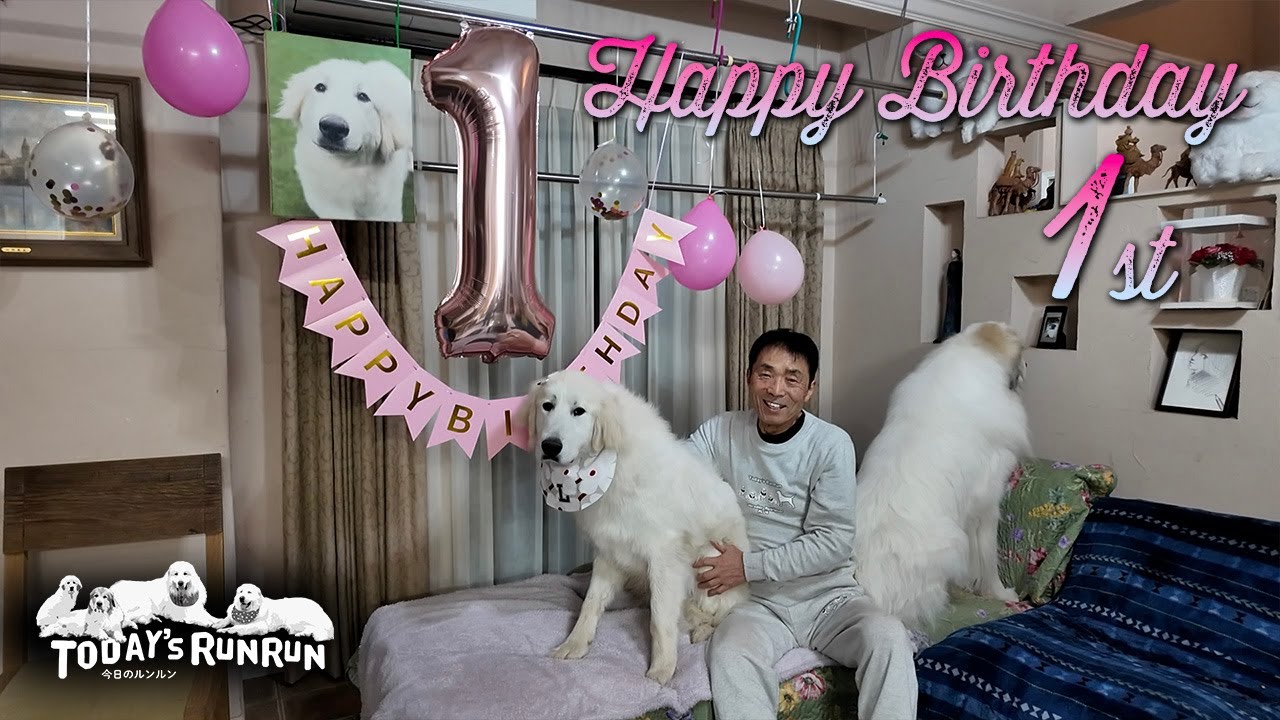 Happy Birthday！1歳になったリリーです！　Great Pyrenees　グレートピレニーズ