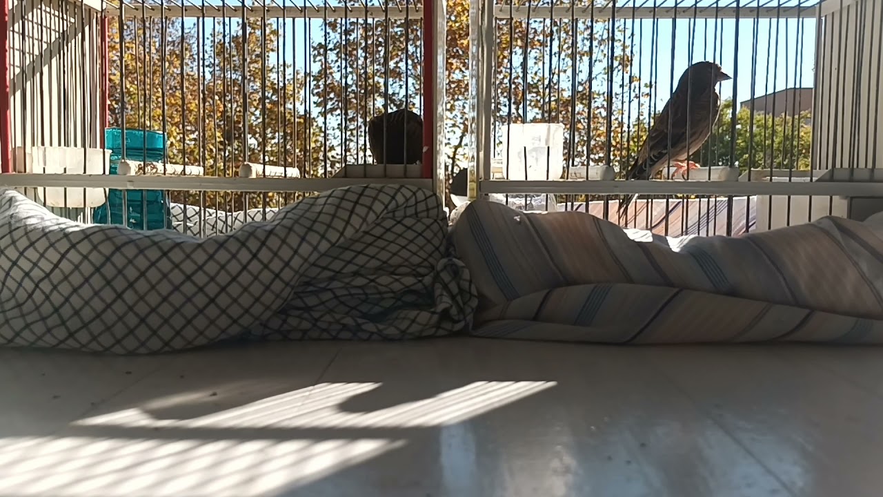 motivación del pardillo 2021