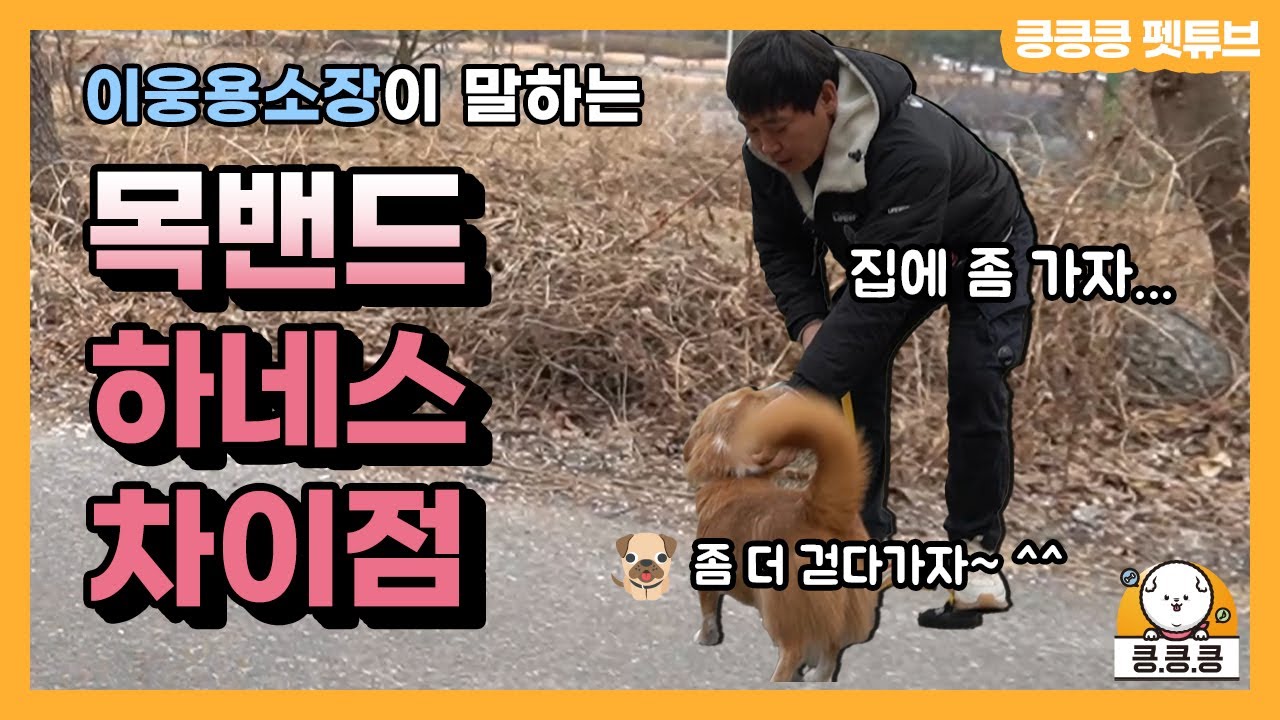 키움애견스쿨 이웅용 소장이 말하는 하네스&목밴드 산책 시연