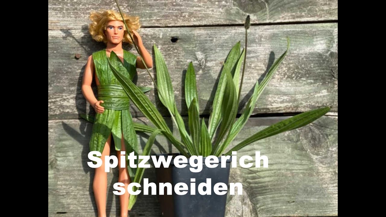 Spitzwegerich schneiden