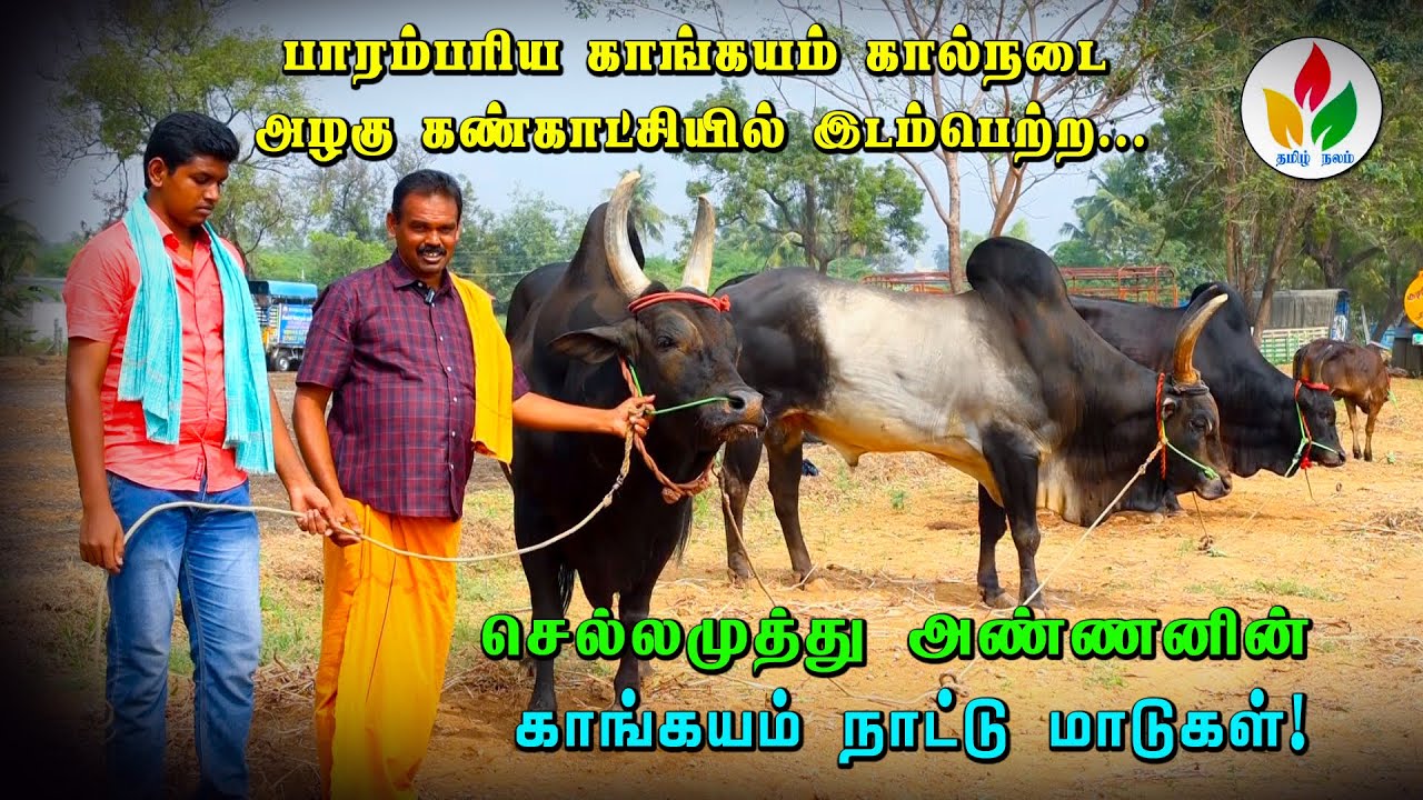 காங்கேயம் கால்நடை அழகு கண்காட்சி 2023 | Kangeyam Country Cows Exhibition | kangayam bull show