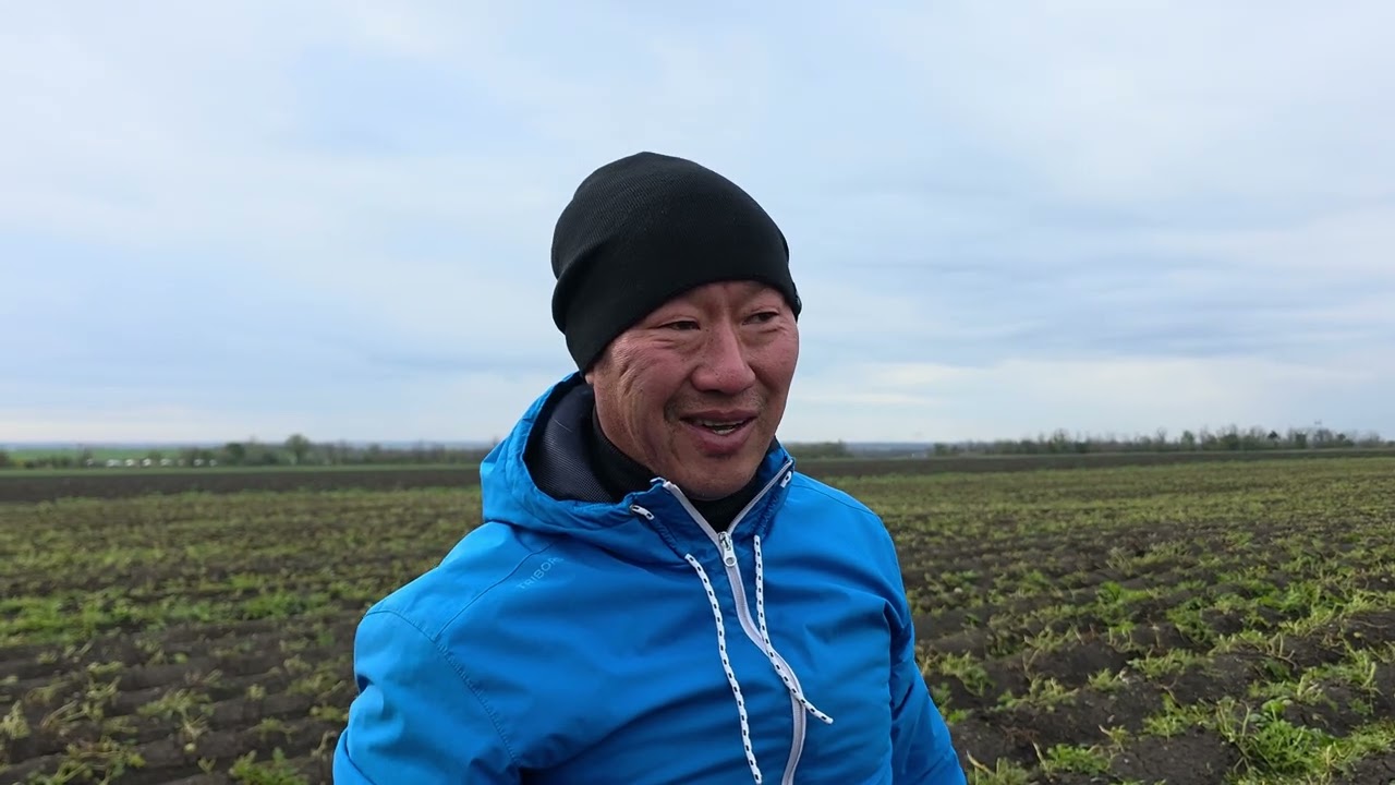 Азовский Район С Кулишовка прибавка урожай картофеле 16тон на один га. С применением стартэко 