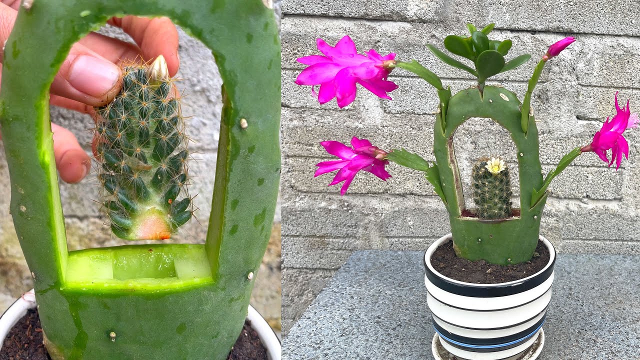 Try matching 3 types of cactus together | Christmas cactus