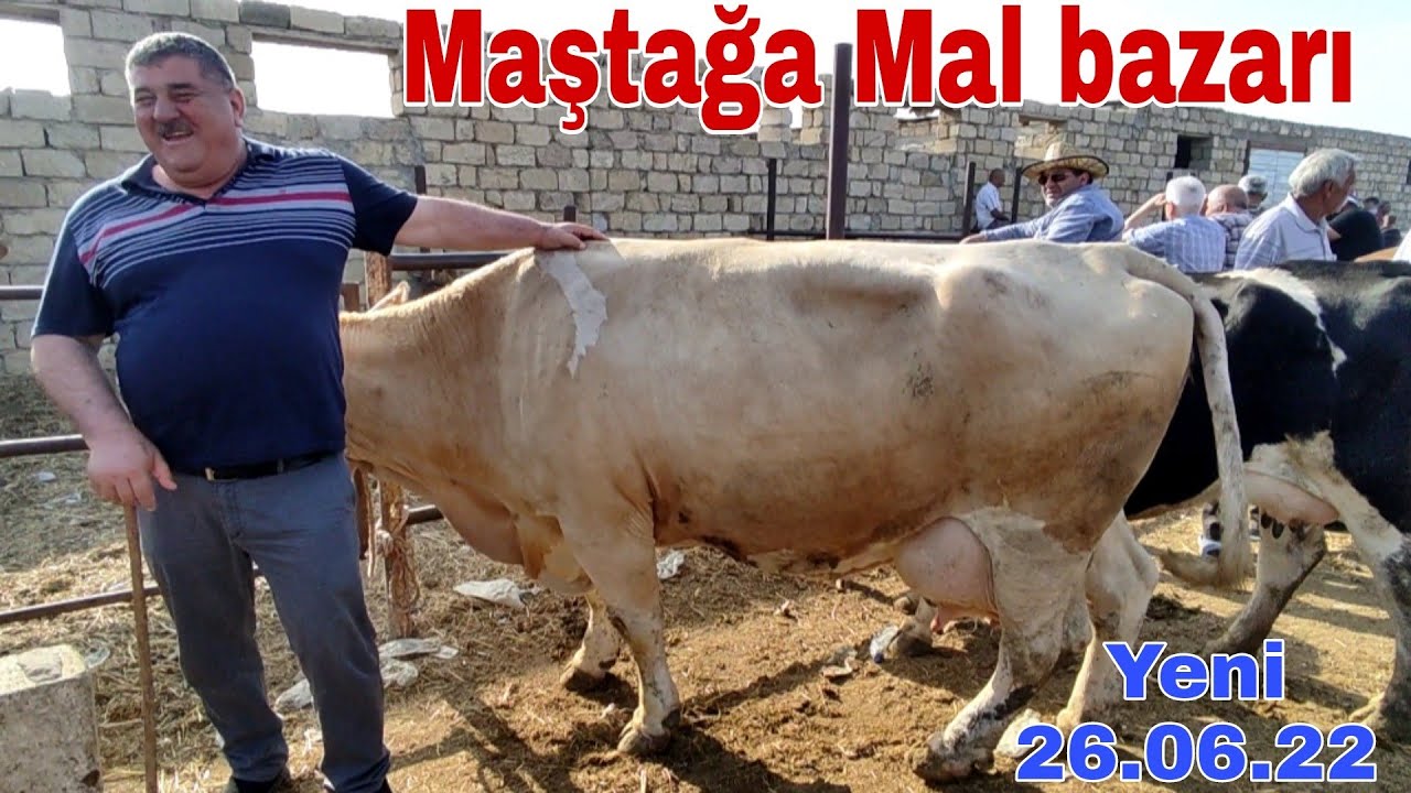 Maştağa Mal bazarı 20 iyun 22 #mubarizemintv #mastagamalbazari #mastagaqoyunbazari #inek #koyun