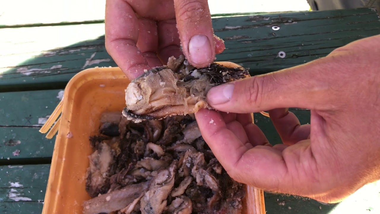 Соление мидий для наживки — рыба просто не может устоять перед ними.