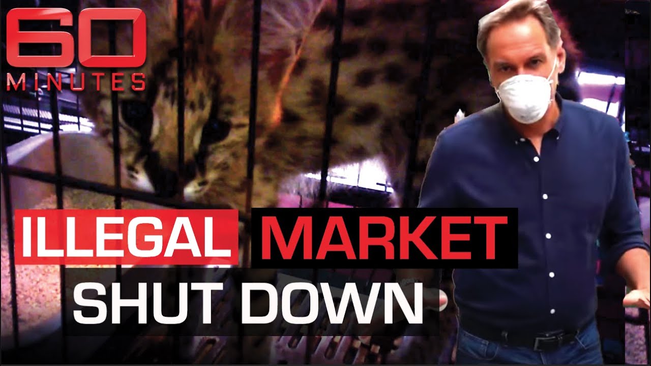 EXCLUSIVE: Illegal wildlife market raided and shut down by Thai authorities | 60 Minutes Australia