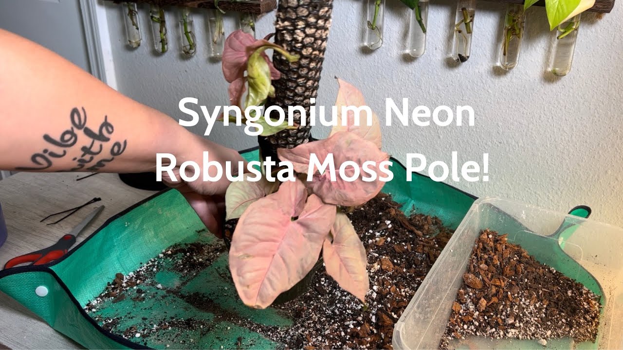 Let’s put a Syngonium on a Moss Pole