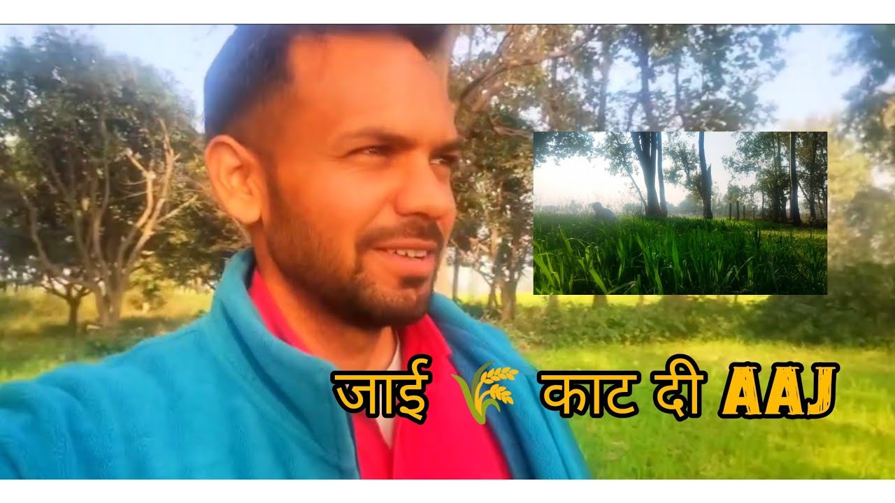 A Day in My Village Life Vlog: जाई काट दी आज | My Daily Routine #villagevlog #farming #dailyvlog