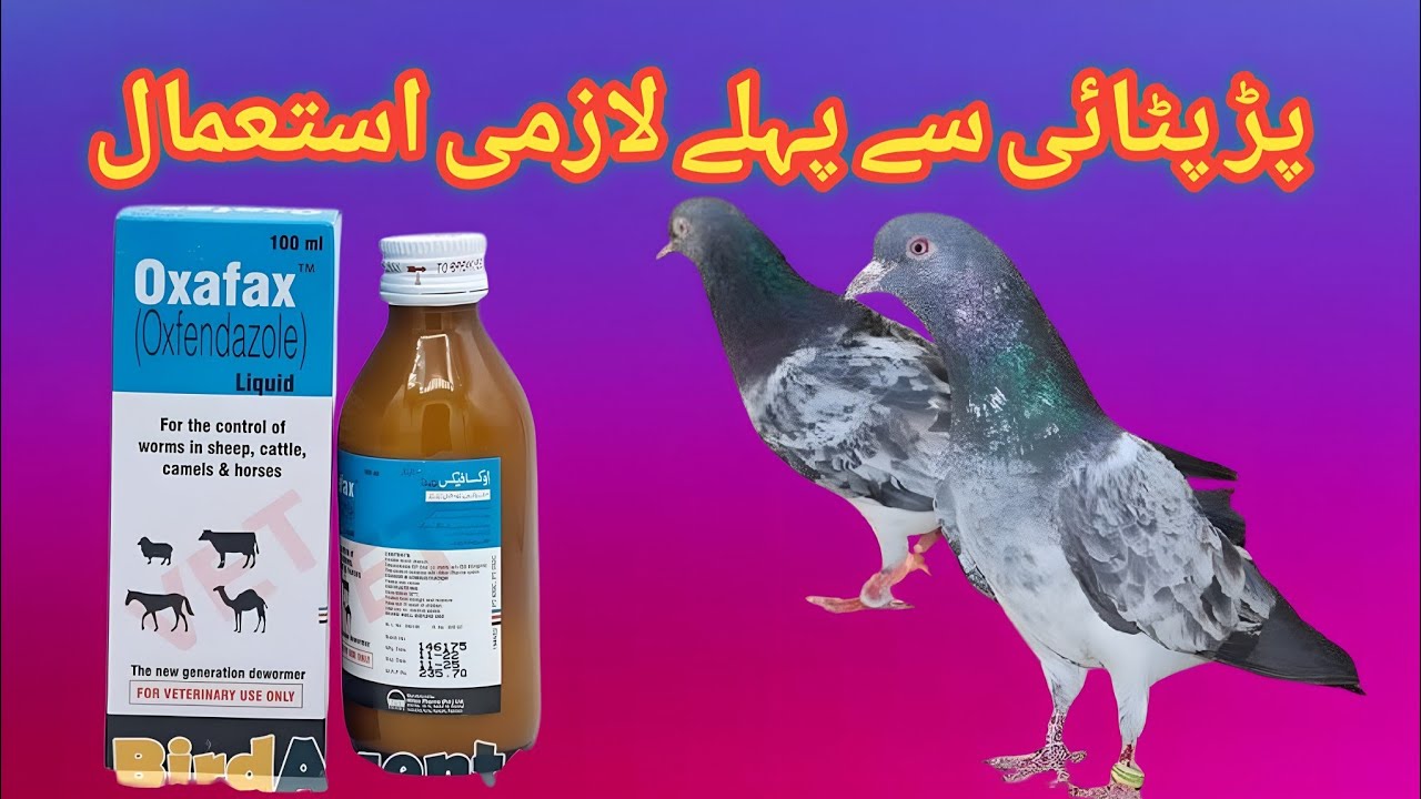 Oxafax  (Oxfendazole) Liquid Ka Istamal