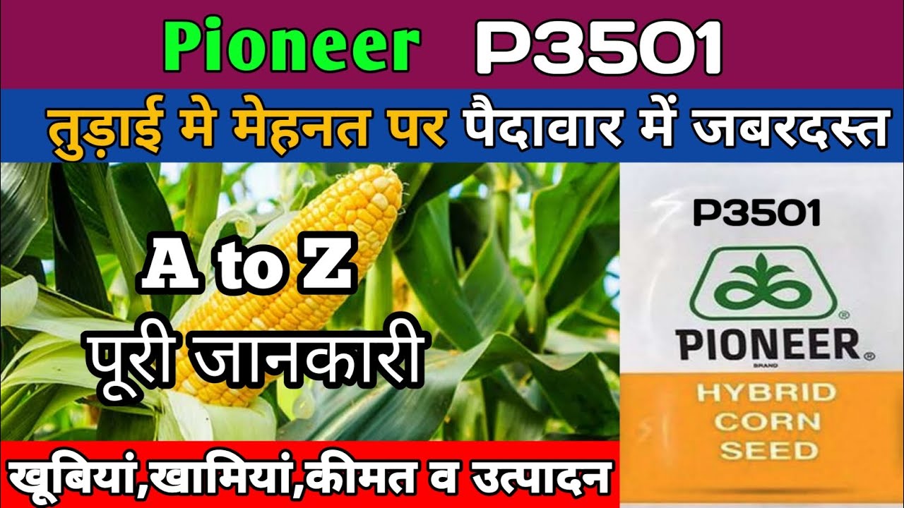 p3501 makka | pioneer p3501 makka | p3501 hybrid corn seed | p3501 hybrid makka