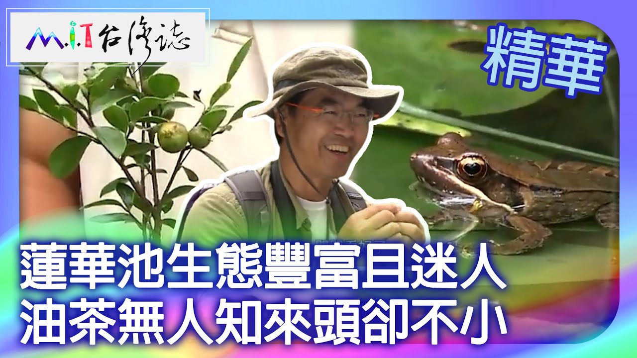 蓮華池生態豐富且迷人　油茶無人知來頭卻不小｜南投魚池鄉 麥覺明【 ‪‪‪‪ ‪‪‪‪‪‪‪‪‪‪‪‪‪‪‪‪‪‪‪‪‪‪‪‪‪‪‪@ctvmit  636集】
