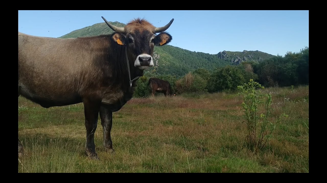Vacas en la montaña de León /Ganadería Navafría