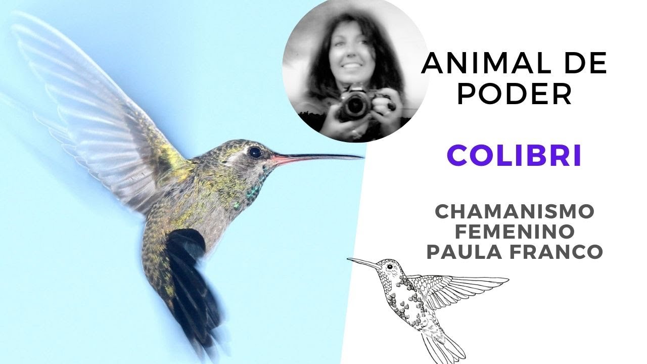 Chamanismo Femenino: Animales de Poder: EL COLIBRI