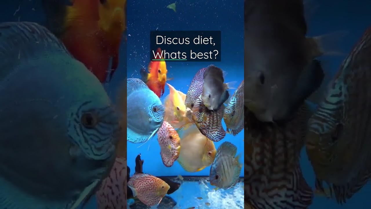 Discus diet, what's the best food for your fish?
