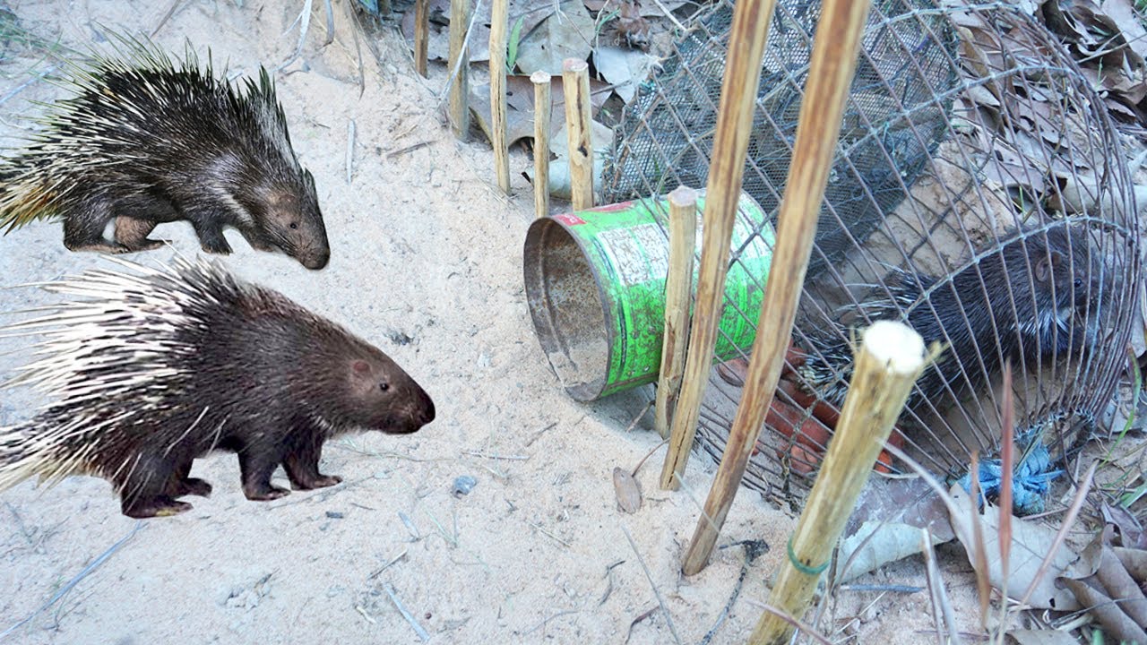 Porcupine trap technology make from pen bird