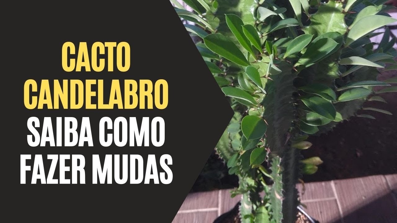 Cacto Candelabro: Saiba Como Fazer Mudas