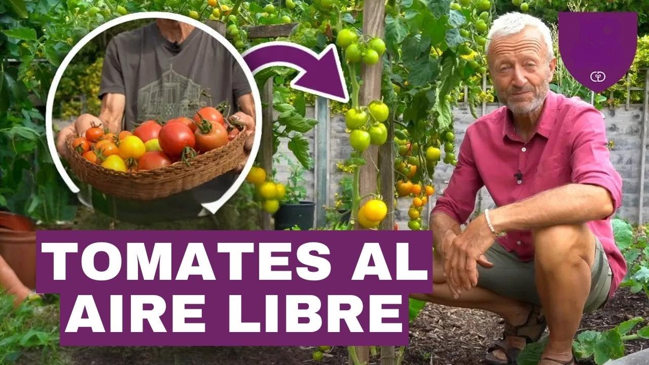 Tomates frescos del jardín sin cavar: cómo florecer en zonas templadas