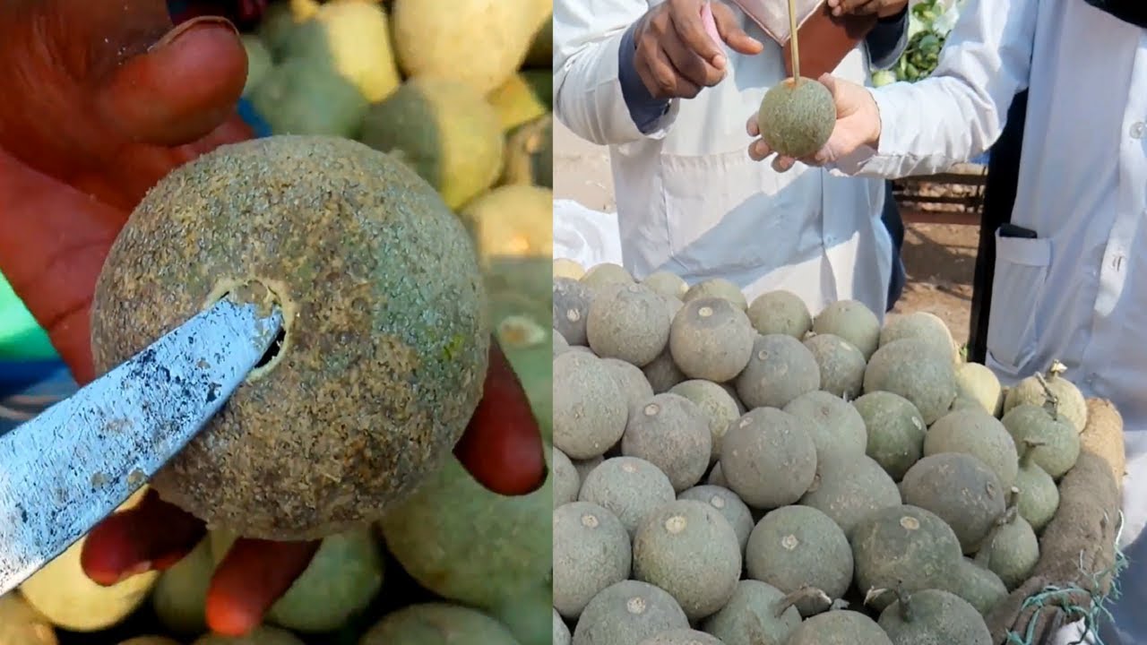 WOOD APPLE MASALA: Mouth Watering Very Tasty Masala Bel Yummy Wood Apple Special-Bengali Street Food
