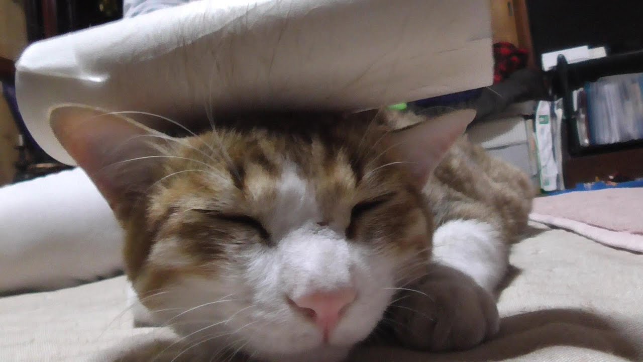 【後編】猫のマッサージ＆耳掃除ふきふきでうっとりご満悦な猫がかわいい