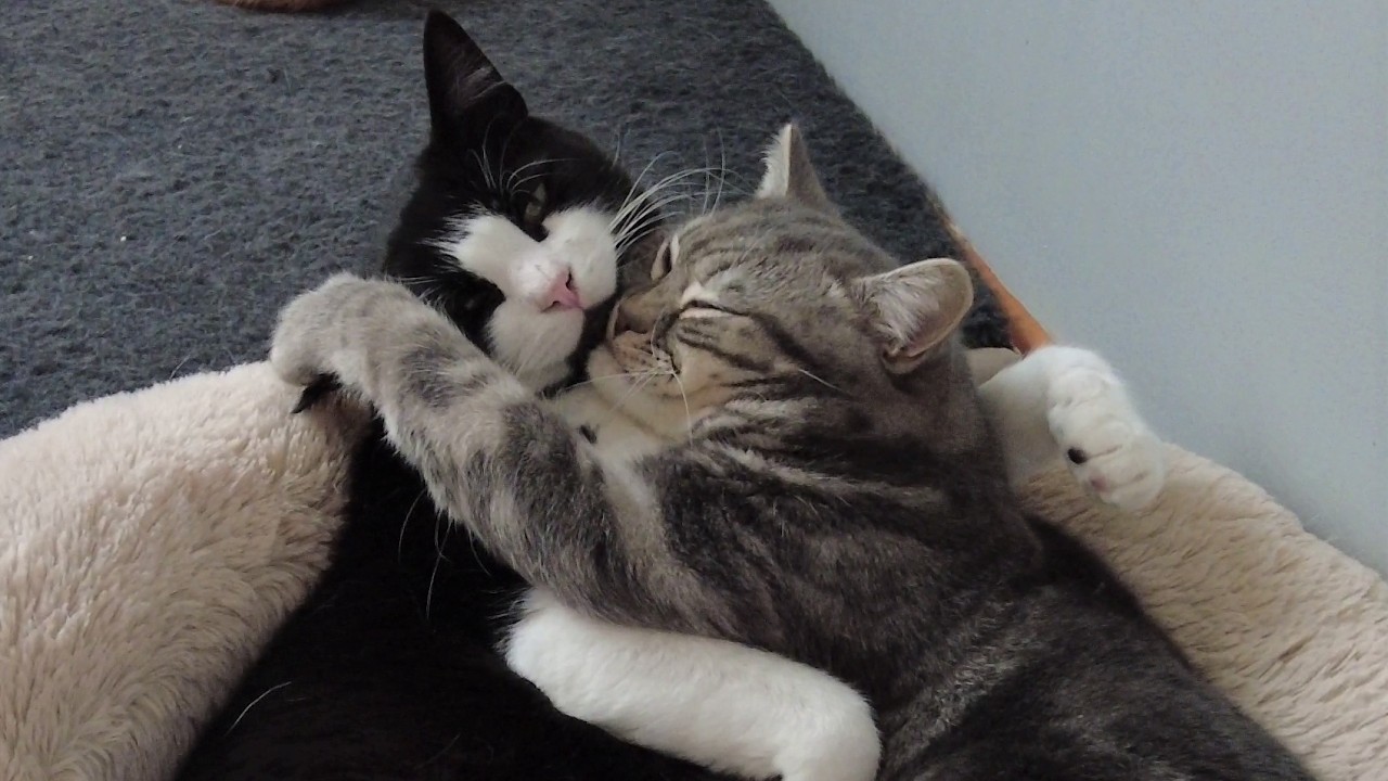 Cats cuddling quickly turns into fight