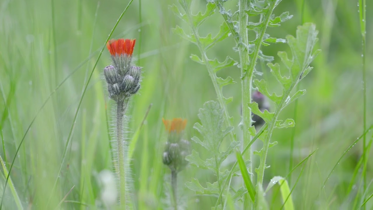 Turn your lawn into a wildflower meadow - part 3 (22nd May 2025)