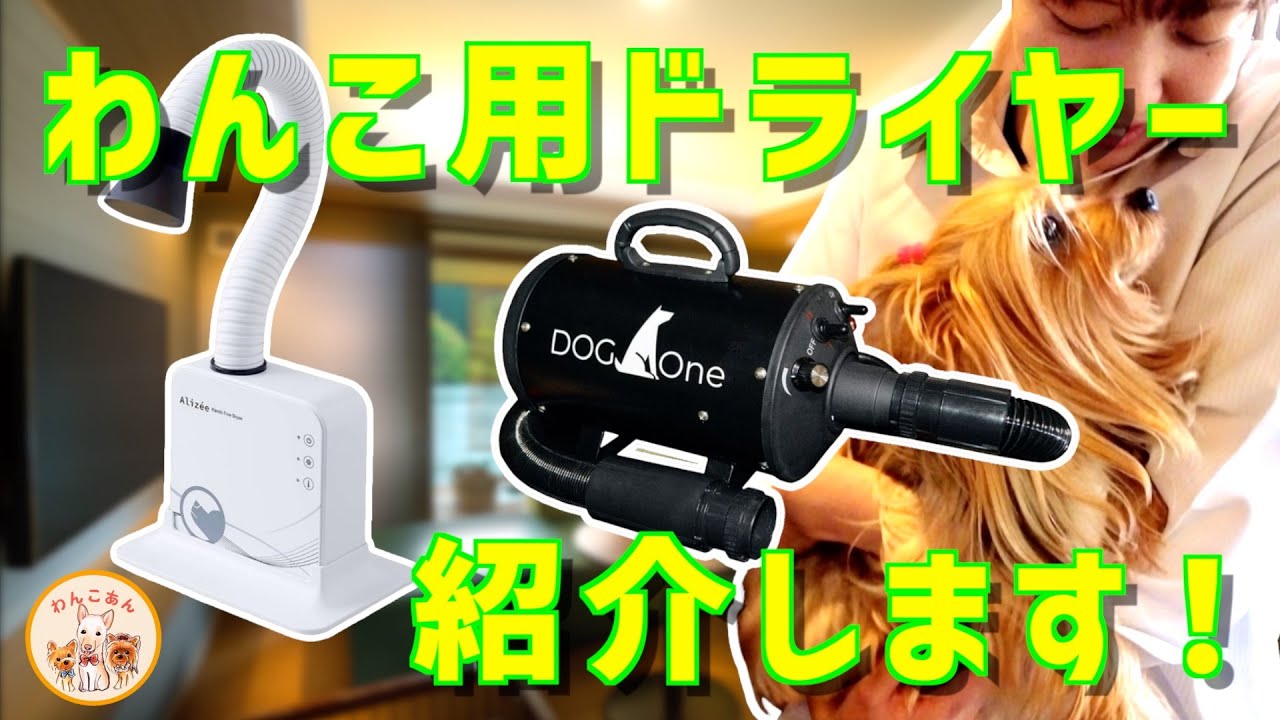 わんこ用ドライヤーの紹介です🐶