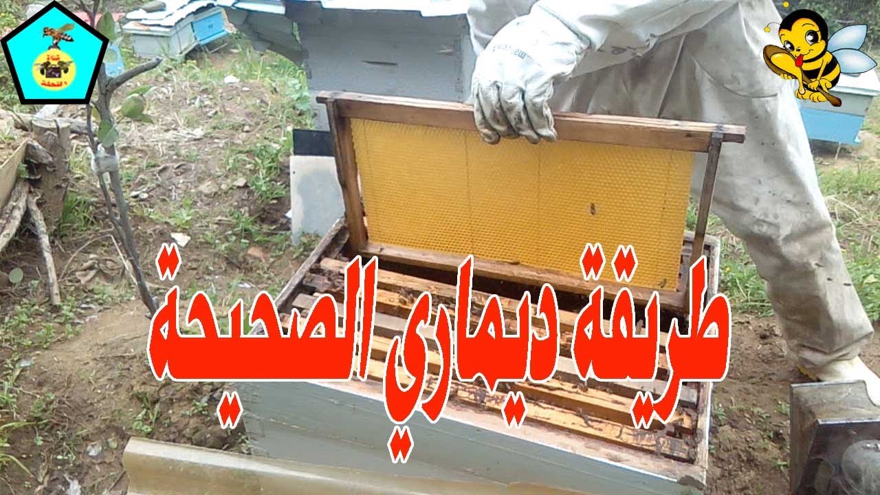 طريقة ديماري الصحيحة ( لمنع التطريد ) _ المرحلة الاولي