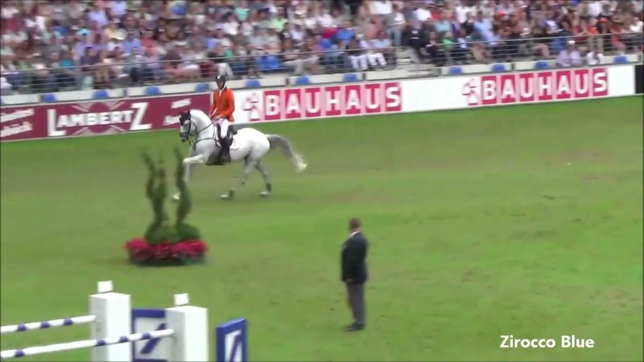 Zirocco Blue (Mr. Blue x Voltaire x Le Tot de Semilly)