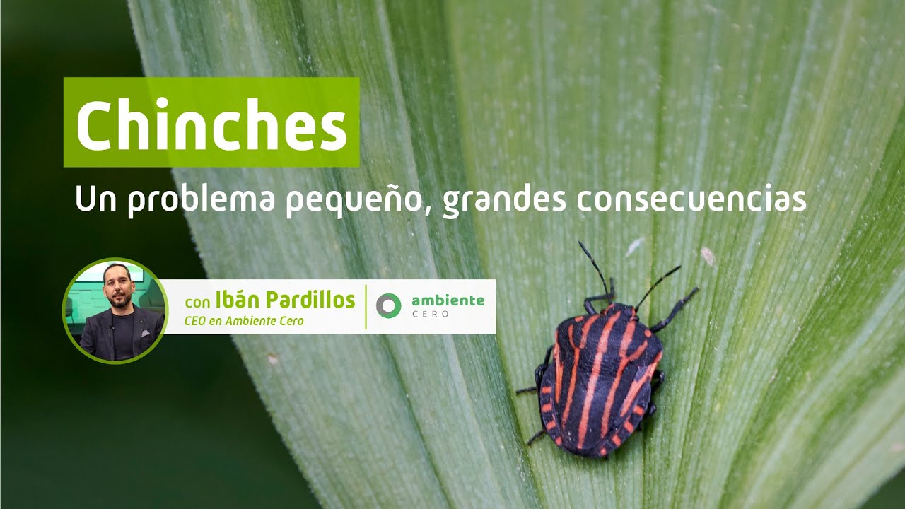 Chinches. Un problema pequeño, grandes consecuencias 🪳⚠️