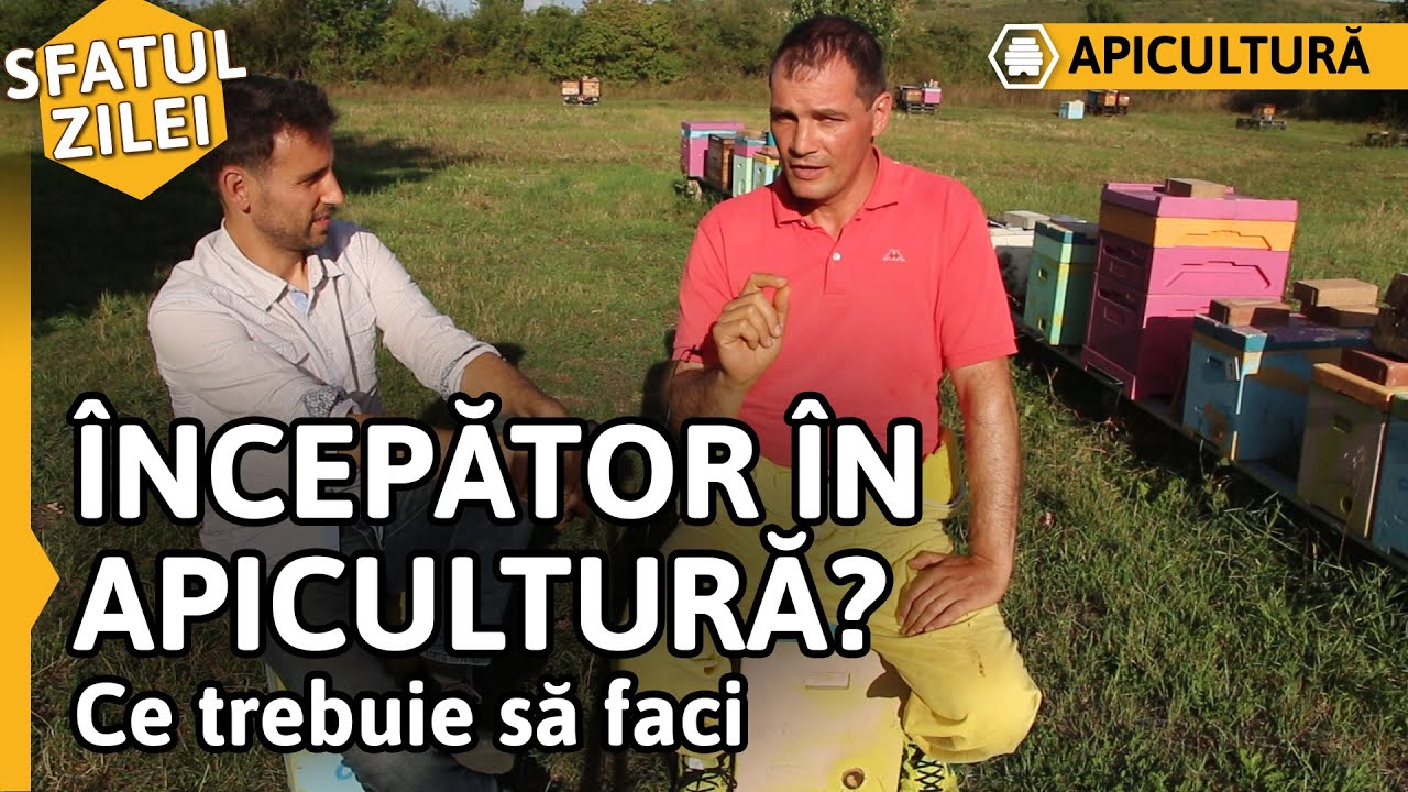 ÎNCEPĂTOR ÎN APICULTURĂ? Ce trebuie să faci [Sfatul zilei]