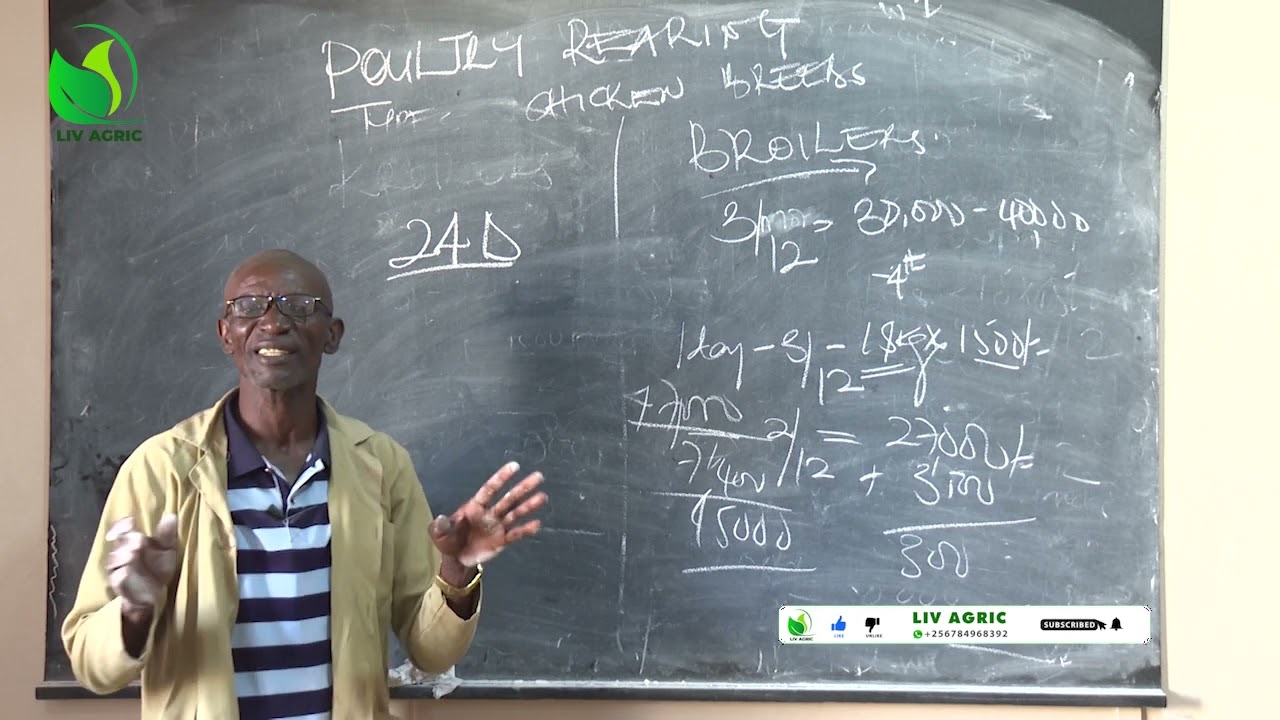 Chicken :Kroilers  vs Broilers | Which is More Profitable? With Dr.Isa Luigare.