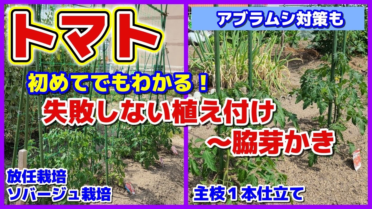 【完全ガイド】初めてでもわかるトマトの植え付け～脇芽かき／放任栽培（ソバージュ栽培）・主枝１本仕立て／寝かせ植え／支柱の立て方・ヒモの結び方／アブラムシ対策／大玉・中玉・ミニ／家庭菜園／植え方・定植