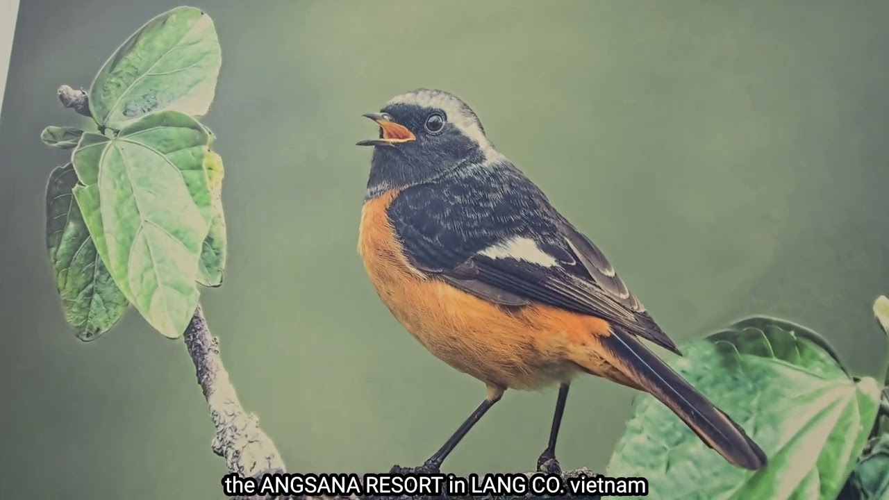 the ANGSANA RESORT in lang co. vietnam after 2 hour ride from bana hills in the french village.