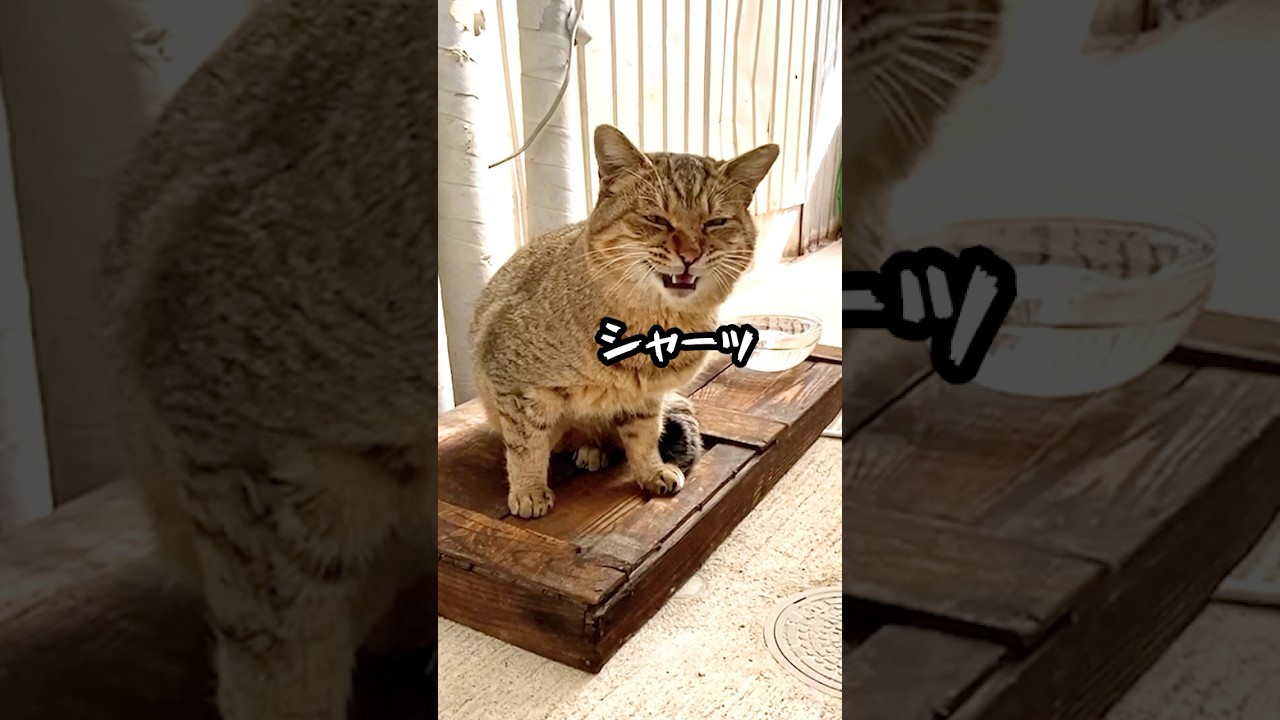 野良の成猫を保護して子供みたいに大事に育てた2年の記録 #野良猫 #かわいい #猫ッチョファミリー
