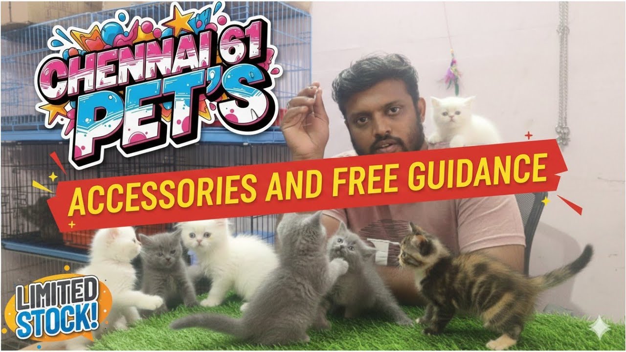 NEW KITTENS AT CHENNAI 61 PET'S SHOP! 🐾 12-01-2026 Limited Stock + Pet Care Guidance & Accessories!