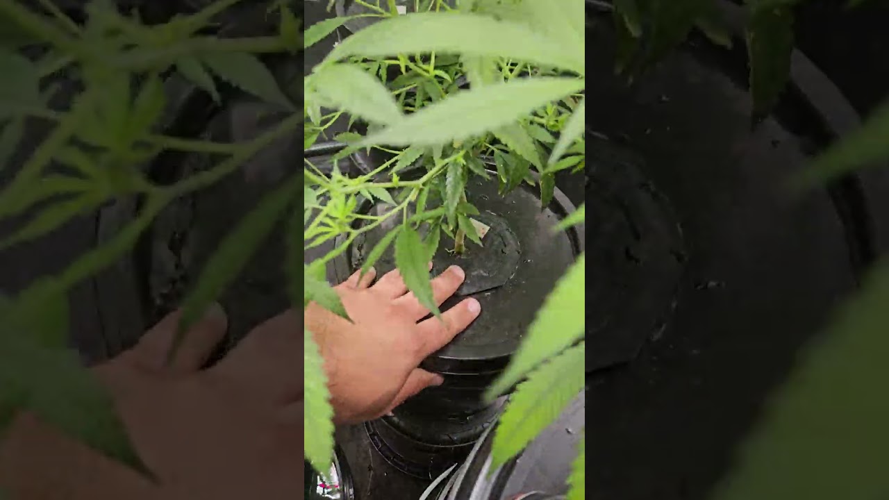 Sistema Aeroponico para cultivo de Cannabis! innovaci&oacute;n en cultivos.