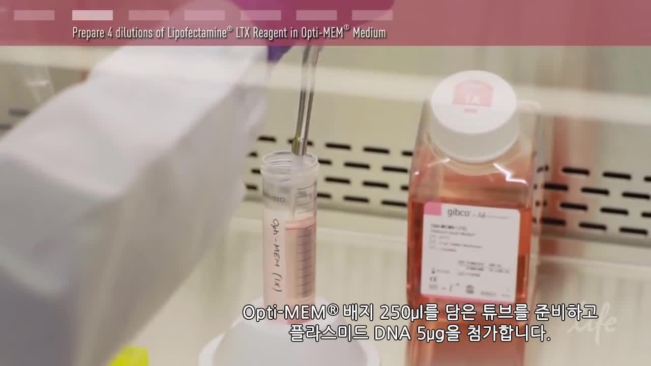 Plasmid DNA Transfection Protocol - 한국어