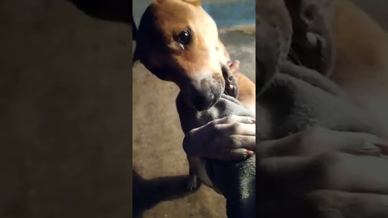 দেশি কুকুরও আপন হয় 😊।Love Strey Dogs 💖। More Mona