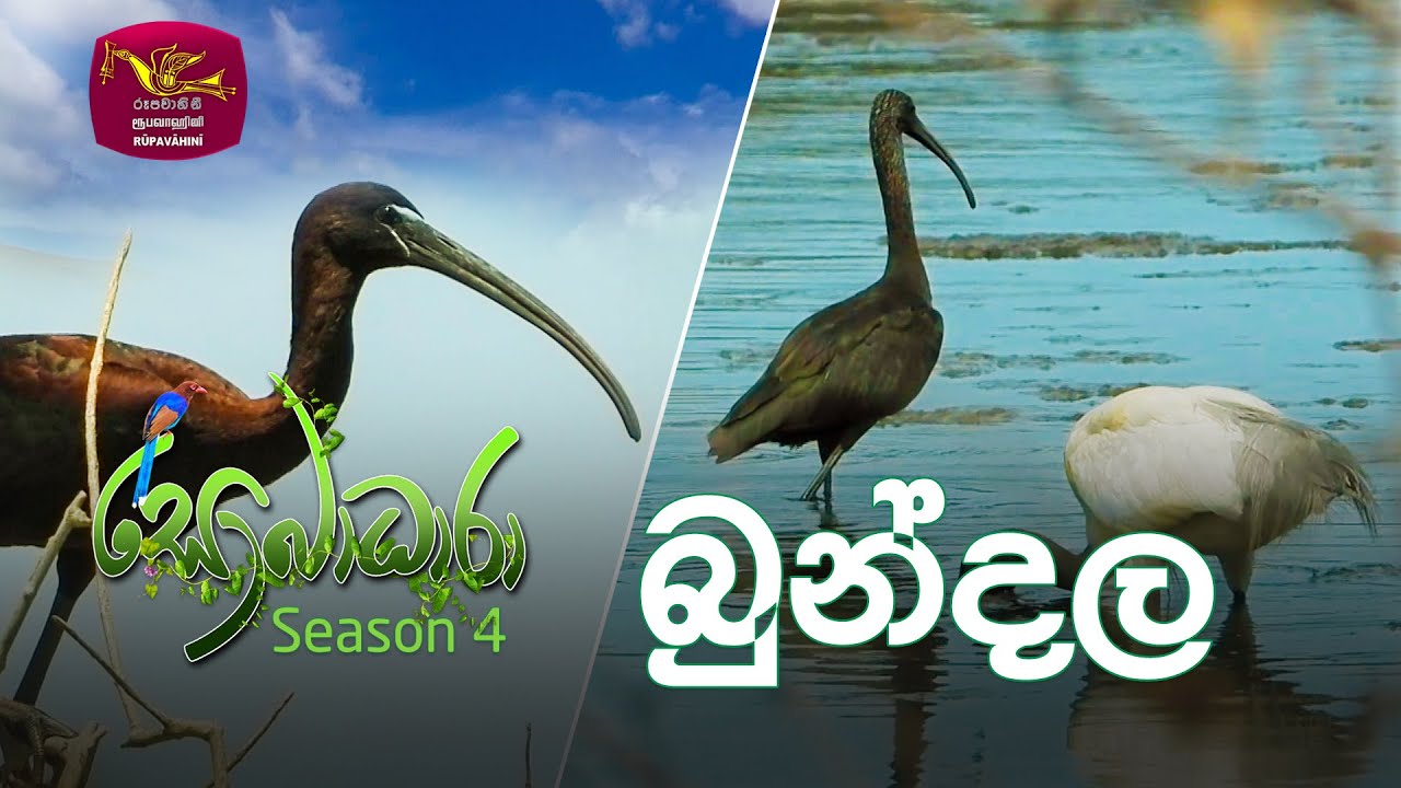 Sobadhara - Sri Lanka Wildlife Documentary | 2020-06-19 | Bundala ( බුන්දල )
