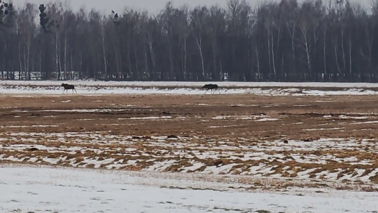 Два лося. 