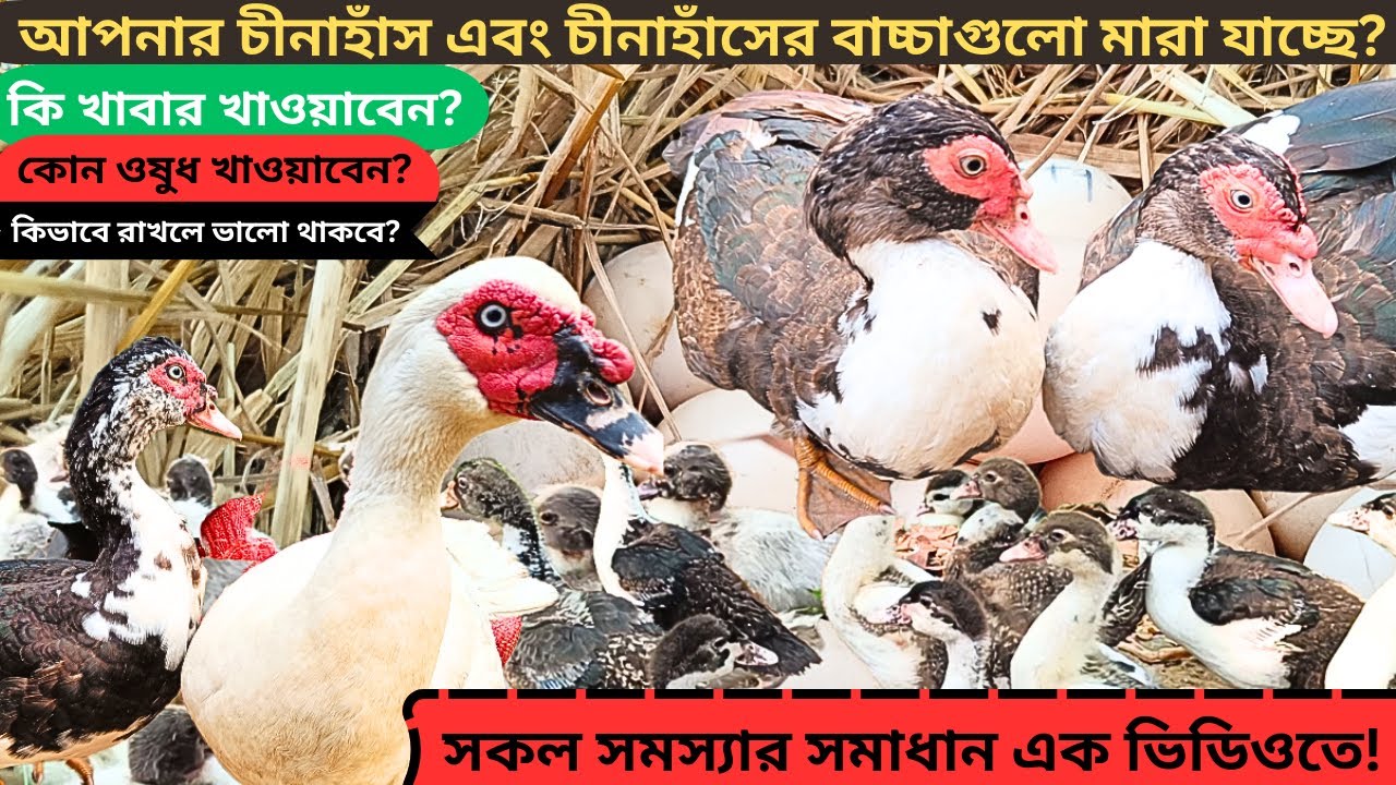 গরমে চীনা হাঁসের বাচ্চা মারা যাচ্ছে? সকল সমস্যার জদুকরি সমাধান। চীনা হাঁস পালন পদ্ধতি ২০২৩